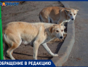 Агрессивная свора собак растерзала автомобиль в Волжском