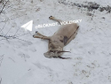 Беременная сайга найдена мертвой во дворе жилого дома в Волжском