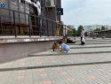 Две девочки подкармливали бездомных собак в Волжском