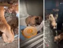 Из собачьего концлагеря под Волжским спасли десятки собак после смерти хозяйки