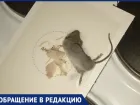 Волжанка пожаловалась на мышей и тараканов в доме на Профсоюзов