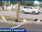 Стая диких собак поселилась в парке «Волжский»