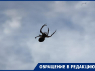 Волжанка испугалась огромного  паука у себя на даче: видео