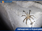 «Не видела никогда такого»: волжанка обнаружила на даче страшного паука