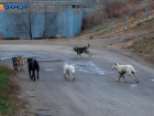 Большинство волжан требуют принятия закона об умертвлении собак
