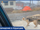 Волжанка с детьми не может выйти из дома без палки из-за дикой собаки под воротами