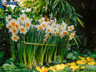 Волжанам покажут весну: выставка тюльпанов и нарциссов пройдёт в оранжерее