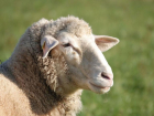За продажу чужих овец жителю Волгоградской области грозит 6 лет тюрьмы