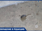 Тараканы и мыши бегают по подъезду многоквартирного дома в Волжском