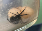 «Черную вдову нашел на грядках дачи»: житель Волжского снял на видео ядовитого паука
