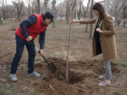 Город зеленого цвета: в Волжском высаживают новые деревья