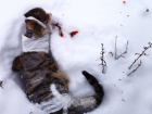 В Волжском садисты таскали обмотанного скотчем котенка по снегу