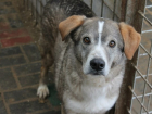 В краснослободском приюте "Дино" парализованный пес сделал первые шаги спустя три года