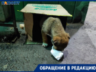Замерзает и плачет от страха: в Волжском подкинули к магазину маленьких щенков
