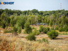 Человеческие кости обнаружили в лесопосадке в Волгоградской области