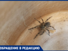 Огромный тарантул залез в сарай в Волжском: паук перепугал жителей
