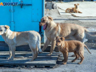 В большинстве дворов Волжского есть агрессивные собаки