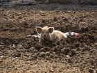 В Волгоградской области ввели карантин из-за африканской чумы свиней