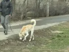 В Волжском собаки могут гадить на детских площадок без последствий