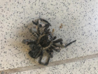 Волжанка обнаружила у своего дома огромного паука