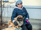 Топ-5 самых популярных пород собак в Волжском: какого друга стоит выбрать