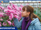 Цветочные фотозоны и огромные залы хризантем: Волжская выставка возвращает в лето