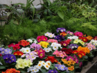 Более 4,5 тысяч цветов украсили оранжерею ботанического сада в Волжском