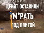 Щенят оставили умирать у центрального рынка в Волжском