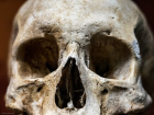 Человеческий череп и кости нашли на одной из улиц в Волгоградской области