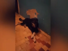 «Бездомная собака набросилась на человека в подъезде», - жительница Волжского