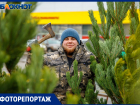 Мониторинг цен на елочных базарах Волжского: где покупать выгоднее и приятнее