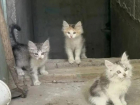 «Им холодно и страшно»: волжанка просит спасти котят из подвала