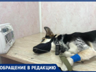 «После передержки вернули собаку покусанную и с ранами»-, волжанка рассказала о происшествии с животным