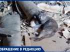 Писк о помощи: котенок четвертые сутки замурован в подвале дома в Волжском