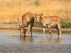 Сайгаки пришли в Волгоградскую область на водопой
