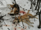 Бездомных собак расстреляли под Волжским из охотничьего ружья