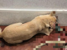 Избитая и заживо зарытая собака не выжила в Волгограде