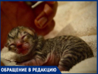 "Сначала котят убивают, а потом людей расчленяют", - волжанка