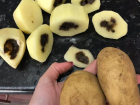 Нутро картофеля первого сорта из волжской "Ленты" сгнило