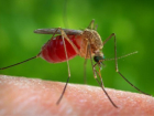 Жители Волжского могут избавиться от мошки и комаров собственноручно 