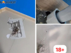 Нашествие мышей в Волжском: видео грызунов в квартирах 18+