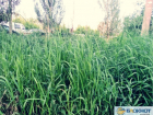В Волжском после ливней на городских улицах трава в пояс