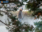 Близ Волжского ожидают рекордный урожай шишек