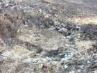 Неизвестные дровосеки спилили два огромных тополя в Волжском
