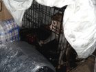 Вез макаку в Махачкалу: волгоградские ветеринары осматривают животное из грузового отсека автобуса