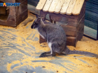 В Волжском есть кенгуру: где живет и как увидеть