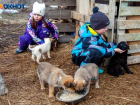 Прикармливают бездомных собак на детской площадке: жители Волжского недовольны действиями любителей псов