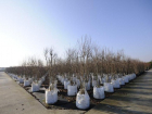 Мэрия Волжского закупит саженцы деревьев почти на 500 тысяч рублей