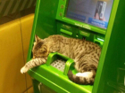 Уютно примостившийся котик на банкомате умилил волжан