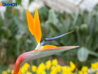 В Волжском запахло весной: фестиваль первоцветов проведут в ботаническом саду
